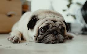 Những chú chó Pug tội nghiệp