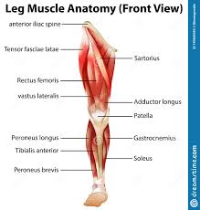 Male muscular system, full anatomical body diagram with muscle scheme, vector illustration educational poster. Muscles Labeled Front And Back Muscles Of The Human Body Art Rocket