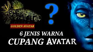 Последние твиты от cupang avatar kalimaya🐊 (@yourfuckingdude). Ikan Cupang Avatar Youtube