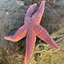 Image result for Thesium asterias