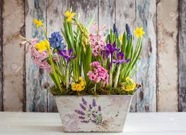 Potted easter flowers near me. Fresh Beautiful Spring Flowers In Vintage Pot On The Wooden Table Easter Decoration For Home Stock Photo Picture And Royalty Free Image Image 95816149