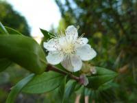 Image result for foto moud Forsterův