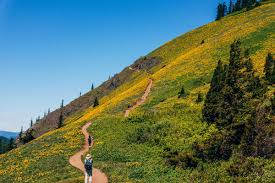 Dog mountain dog mountain rises above the north side of the columbia river gorge in the u.s. Rac On Twitter Dog Mountain Washington In Search Of The Windows Xp Desktop Got Pretty Close