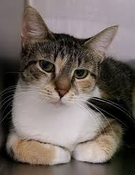 Cat Details Humane Society For Sw Washington Humane Society Cats Southwest Washington