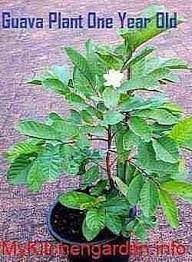 Guava Plant One Year Old Producing Fruit Guava Plant Guava Tree Plants