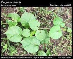 Image result for Pergularia daemia