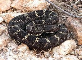 What Are Rattlesnakes Black Rattlesnake Rattlesnake In California Home Rattlesnake Bites Rattlesnake Mojave Rattlesnake