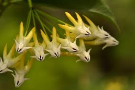 Image result for hoya multiflora