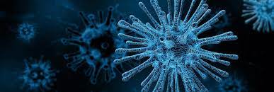 The marburg virus, which is similar to ebola but has different antigenic properties, is transmitted to people from fruit bats and can be spread through direct contact with the there have been 12 major marburg outbreaks since 1967, when the virus was first discovered during an outbreak in germany. Guinea Reports West Africa S First Known Marburg Virus Death