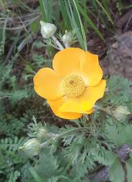 Image result for Ranunculus oreophytus
