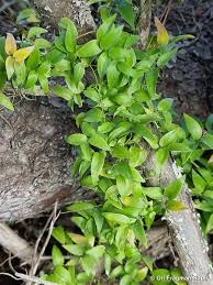 Image result for Asparagus asparagoides