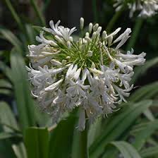 Image result for Agapanthus africanus