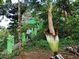 Dengan adanya gangguan pada pencernaan maka akan terjadi kondisi diare dan mencret. Bunga Bangkai Penemu Taksonomi Morfologi Jenis Ciri Habitat Status Konservasi