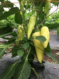 Perhaps fairly unsurprisingly the pods are shaped like a 'goat horn'! Chile Pepper Plants Available For 2019 Chez Nous Farms Certified Organic In Niagara