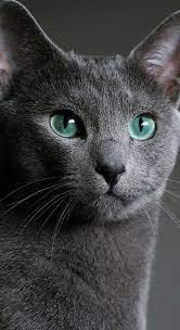 epingle par ѕɴoᴡvᴇʀʀɪᴇѕ sur ϟ house aesthetic chats bleus bleu russe chats adorables
