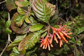 Image result for Justicia spicigera