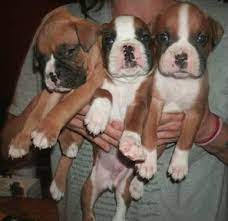 6 Week Old Akc Boxer Puppies For Sale In Fort Wayne Indiana Classified Americanlisted Com