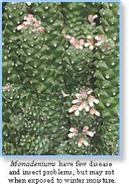 Image result for Monadenium crenatum