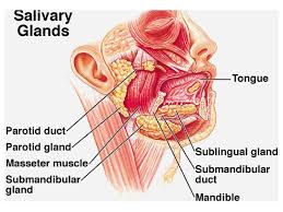 Salivary Glands 4 728 Jpg 728 546 Parotid Gland Salivary Gland Gland
