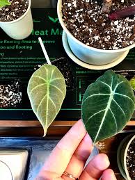 Baby alocasia black velvet available to purchase at www.jjsplantparadise.com # houseplantsuk # houseplants # indoorplants # rarearoids # aroid # unusualplants # rarehouseplantsuk # alocasia # alocasiablackvelvet # blackplants # blackvelevet # ilovehouseplants # croydon # purley Baby Reginula Black Velvet And Gray Dragon Alocasia Houseplants