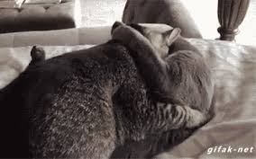 Pagesbusinesseslocal servicepet serviceanimal shelterthe cat housevideossugar and spice grooming each other. Cats Kissing Cats Grooming Cats Caught Gif On Gifer By Gho