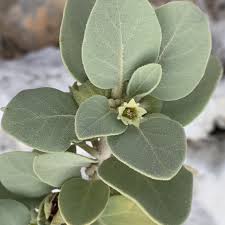 Image result for Withania