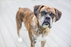 In other dogs, signs may be vague. What You Need To Know About Fatty Tumors In Dogs