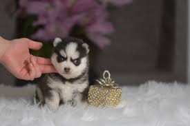 Browse the widest, most trusted source of micro teacup puppies for sale, from teacup french bulldog for sale ny to micro pomeranian for sale, teacup pomsky. Pomsky Puppies For Sale Celtic Star Uk Pomsky Breeder