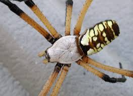 Males are much smaller, with less dramatic colors and markings; Beneficial Spiders In The Landscape 24 Garden Spider Argiope Aurantia