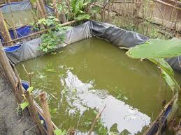 Memanfaatkan Pekarangan Rumah Untuk Tambak Ikan Lele Bibitikan Net