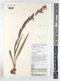 Image result for Gladiolus ecklonii
