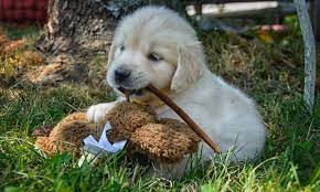 Find golden retriever puppies and breeders in your area and helpful golden retriever information. Goldenridge Kennels Of Maine British Cream And American Standard Golden Retrievers