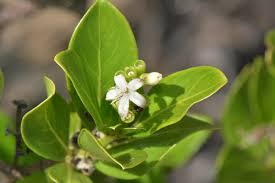 Image result for Triainolepis