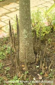 Image result for Sonneratiaceae