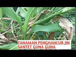 Tanaman yang ditakuti jin terakhir adalah mawar merah. Ini Tanaman Yang Ditakuti Jin Setan Dan Santet 081271340698 Youtube