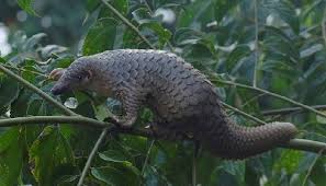 Tem o corpo fino e o focinho bicudo. China Retira Escamas De Pangolins De Lista De Ingredientes Aprovados Na Medicina Tradicional