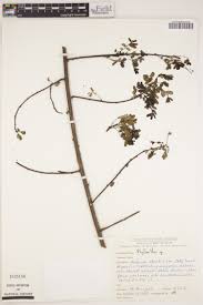 Image result for Acalypha psilostachya