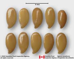 Image result for Linum usitatissimum