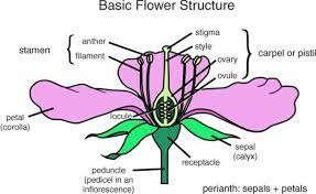 Flower Pars Diagram Of A Flower Botany Flower Structure