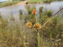 Image result for Rhynchospora holoschoenoides