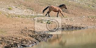 Die genetik dahinter ist aber eine ganz. Bay Dun Buckskin Hengst Wild Pferd Lauft Neben Wasser Loch In Fototapete Fototapeten Ententeich Schnelles Pferd Wasserstelle Myloview De