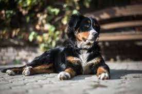 Gehe in den kindergarten auf der suche nach dem zukünftigen haustier, achte auf seinen charakter. Berner Sennenhund Kaufen In Deiner Region