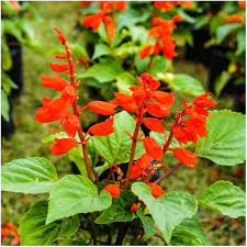Image result for Salvia coccinea