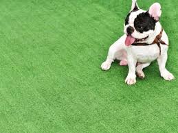For southern lawns, zoysia grass, bermuda grass, and bahia grass are top picks for the best types of turf for dogs. 6 Best Grass For Dogs July 2021 Reviews The Goody Pet