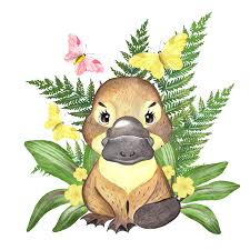 Australian Animals Clipart Koala Platypus Quokka Flowers Etsy In 2021 Baby Animal Drawings Australian Animals Cute Australian Animals
