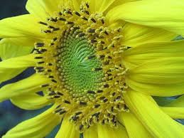 How sunflowers track the sun pursuit by the university of melbourne. Helianthus Annuus Wikipedia