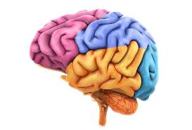 Resultado de imagen para corteza cerebral histologia