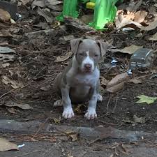 Pit bull puppies are born innocent like every other dog on earth. Adopt A Pit Bull Puppy Near Atlanta Ga Get Your Pet