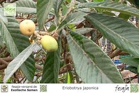 Der höchste heimische baum ist eine fichte (picea abies). Japanische Wollmispel Eriobotrya Japonica Fesaja Versand