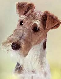 Very Smart Dog Wire Fox Terrier Fox Terrier Wire Haired Terrier